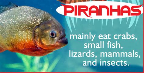 Piranhas: Characteristics, types, habitats and more....