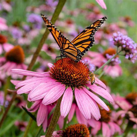 Purple Butterfly Pictures On Flowers