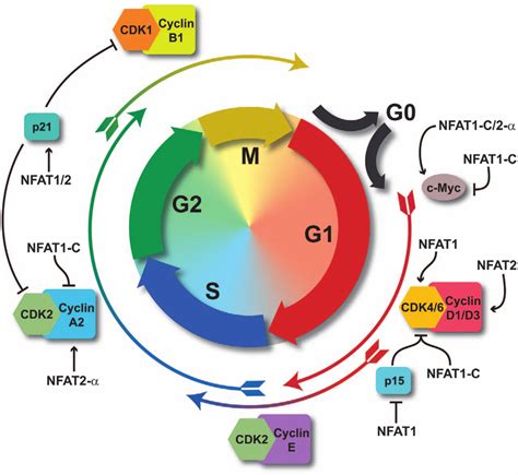 How Do Proteins Relate To Traits / Analysis of ROS related genes and proteins in ANXA2 ...