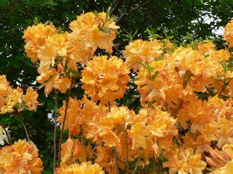 Golden Lights Rhododendron | Azalea 'Golden Lights' | Orange Azalea