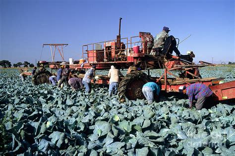 Harvesting Cabbage Photograph by Inga Spence - Fine Art America