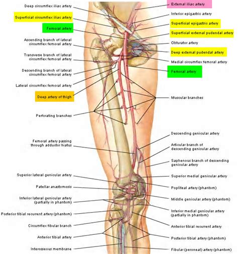 Femoral Artery - Common, Superficial, Deep - Location & Function