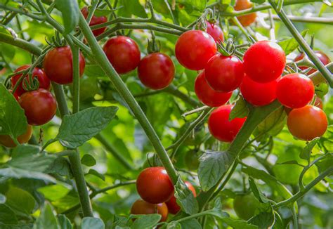 Sweet Vine Ripened Cherry Tomatoes Photograph