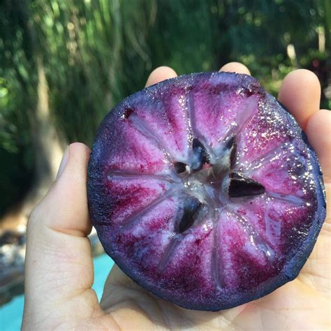 Purple Star Apple Caimito Fruit Tree 10in a 2 pies | Etsy