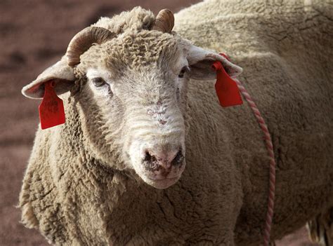 Sheep with Red Ear Tags Photograph by Venetia Featherstone-Witty - Pixels