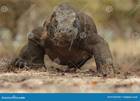 Gigantic Komodo Dragon in the Beautiful Nature Habitat Stock Photo ...