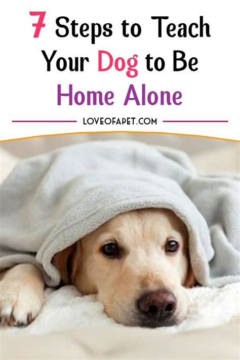 How to Train Your Dog to Stay Home Alone: 7 Steps - Love Of A Pet ...