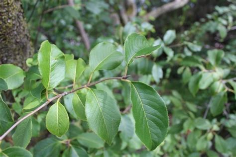 Viburnum lentago (Nannyberry) - Mount Royal Seeds