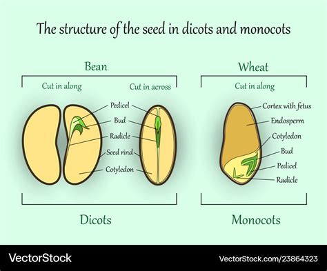 Diagram Of A Monocot Seed