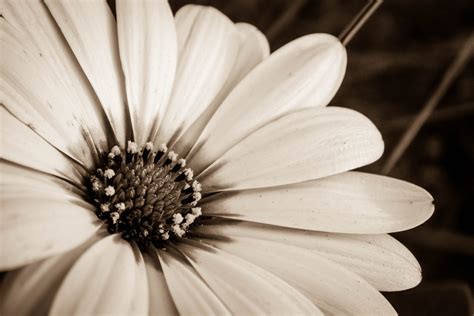 flowers, Nature, Sepia Wallpapers HD / Desktop and Mobile Backgrounds