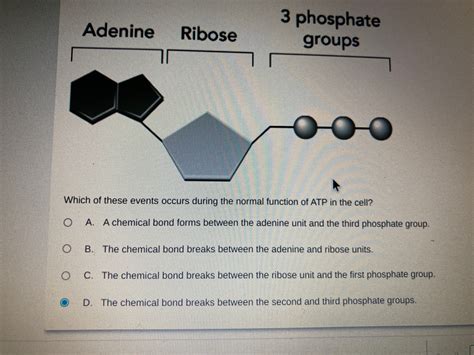 Answered: 3 phosphate Adenine Ribose groups Which… | bartleby