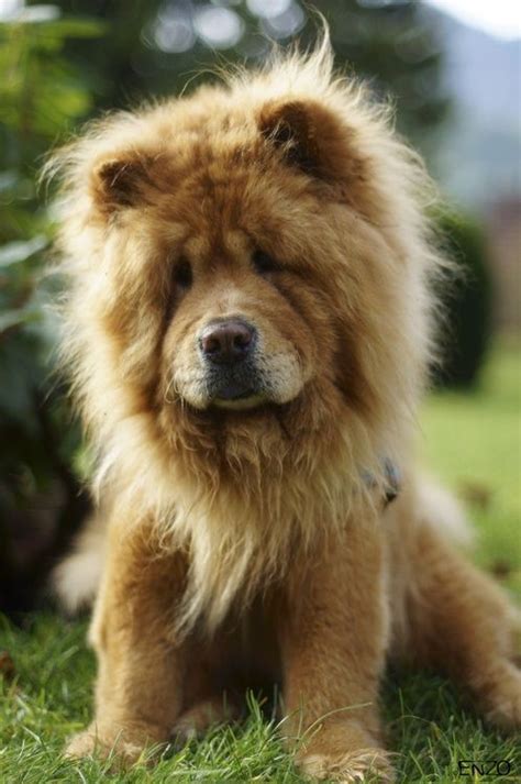 what a lovely little lion dog | Baby dogs, Cute animals, Dogs