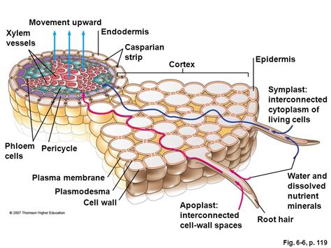 what are casparian tubes?????????????It”s function???????????? - askIITians