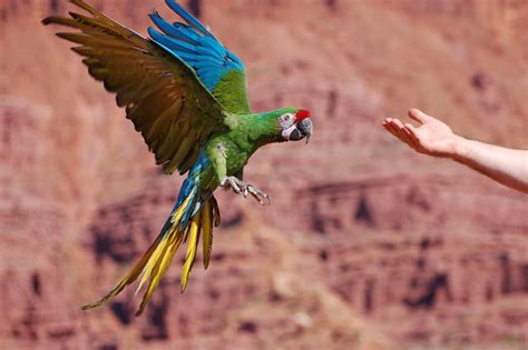 Military Macaw in Flight | Parrot, Macaw