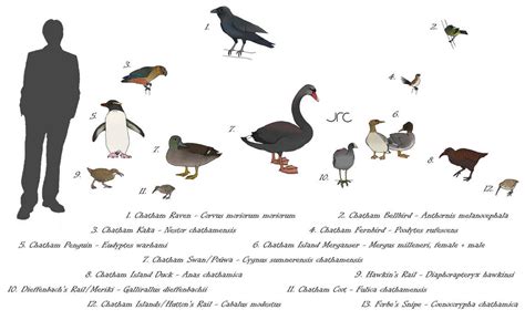 Extinct Island Fauna - Chatham Islands by artbyjrc on @DeviantArt in 2021 | Extinction ...