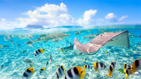 Wallpaper : sea, fish, underwater, coral reef, swimming, Caribbean, Bora Bora, Stingray, split ...