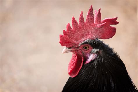 What Is Rooster Comb Good For?