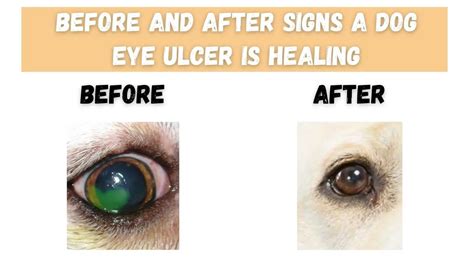 Before and After Signs a Dog Eye Ulcer is Healing - The Canine Expert: