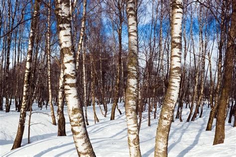 Birch forest in winter and blue sky | Stock Photo | Colourbox