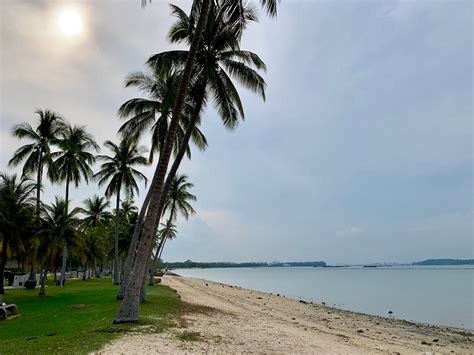 Pasir Ris beach. | Mangrove swamp, Mangrove, Pasir ris