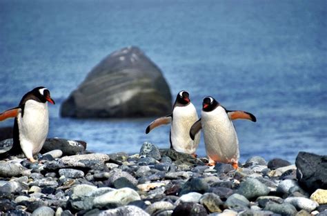 Wildlife in Antarctica - What The Experience Is Really Like