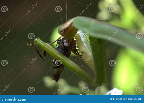 Praying mantis eating stock image. Image of predator - 212452149