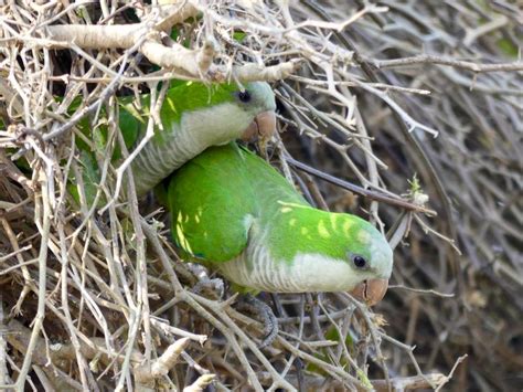 Brazil: Pantanal – Non-definitive Guide to Pantanal Birds – Travel2Unlimited