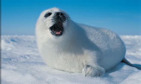 Harp Seal Tours | Arctic Adventures | Natural Habitat Adventures