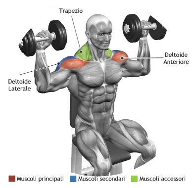 Deltoid exercises – Learn how to build shoulder muscles ~ multiple fitness