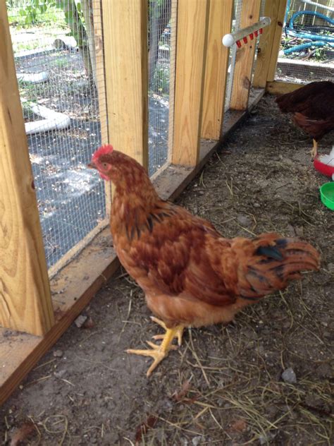 Red Star Rooster or Hen | BackYard Chickens - Learn How to Raise Chickens