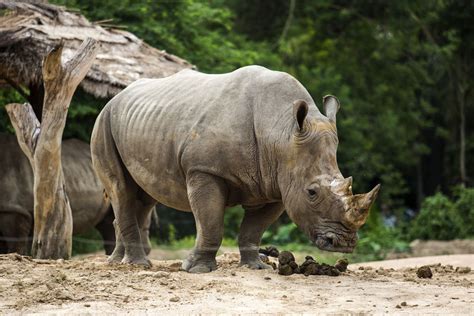 Wildlife Conservation: Efforts to protect wildlife in Vietnam - Walk Around Vietnam