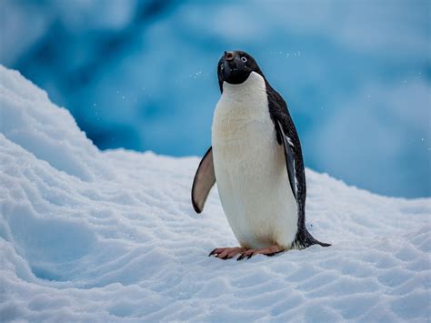 Antarctica King Penguins Animal HD Wallpaper Preview | 10wallpaper.com