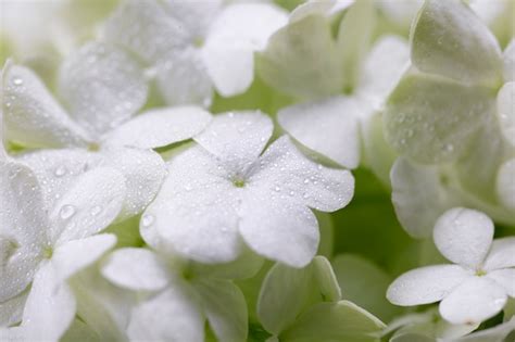 Premium Photo | Beautiful hydrangea flower close up