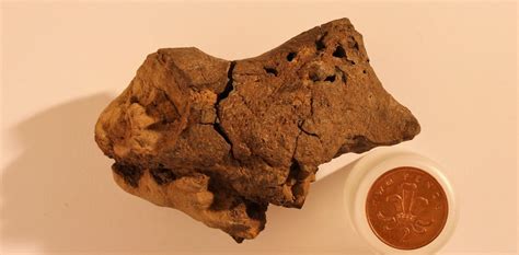 First dinosaur brain fossil suggests they may have been smarter than we thought -- Secret ...