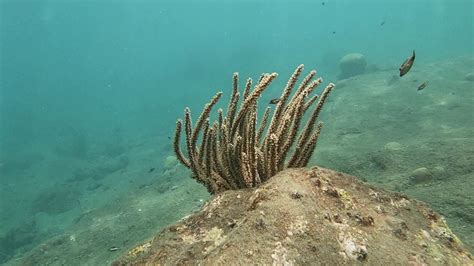 Diving in taganga/ Buceo en taganga - YouTube