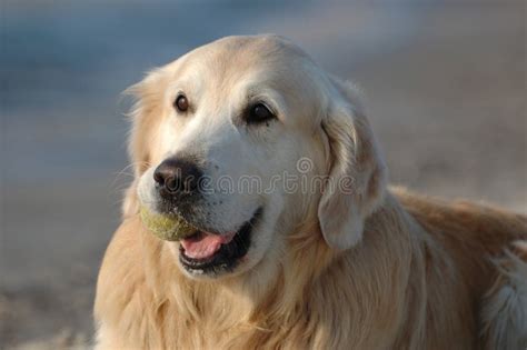 Portrait of Happy Golden Retriever Dog Stock Image - Image of cynology, domestic: 13887067