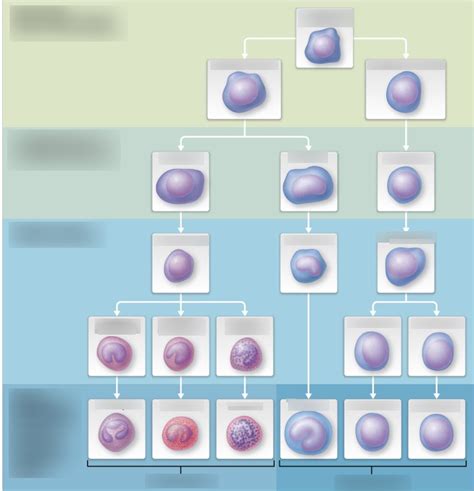 Leukopoiesis Diagram Diagram | Quizlet