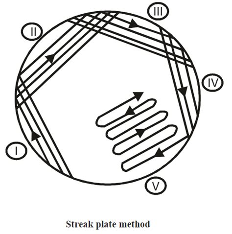 Streak plate method: Principle, Procedure, Results - Biology Ease