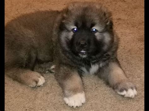 Loyal Caucasians Kennel - Caucasian Ovcharka Puppies For Sale