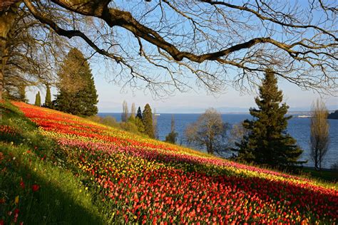 Insel Mainau im Bodensee: Ein echtes Blumenparadies – HOME of TRAVEL