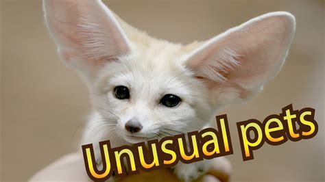 Top 10 unusual pets that you can own - YouTube