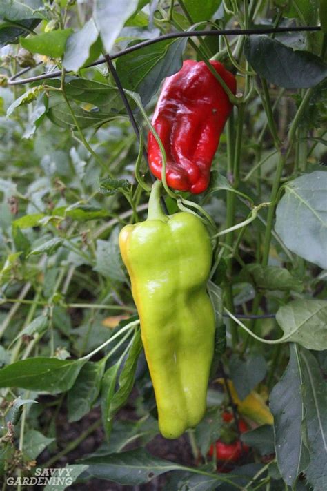 Pruning Pepper Plants for Improved Plant Health and Yields