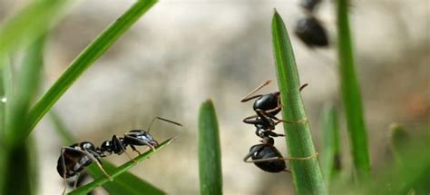 Black Ants vs Fire Ants | DoItYourself.com