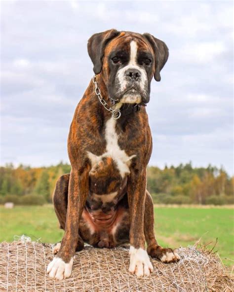 Brindle Boxer Dog: Appearance, Genetics, Temperament & More!