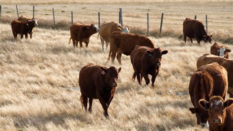 Grazing technique that mirrors natural patterns helps protect grasslands from drought | Folio