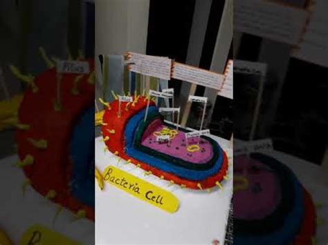 Bacteria cell 3d model#science project - YouTube