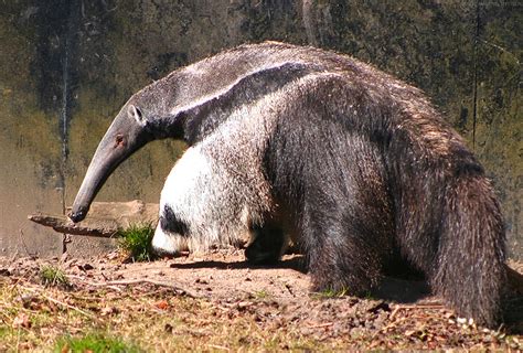 Amazon Rainforests Animals : The Giant Anteater ~ Amazon Rainforest Animals