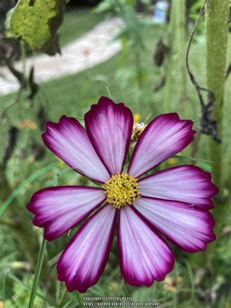 Cosmos: Plant Care and Collection of Varieties - Garden.org