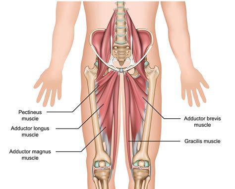 Men's Groin Pain: What's So HIP About It | Lakeview Physio in Calgary, AB