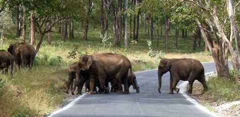 Mudumalai Wildlife Sanctuary